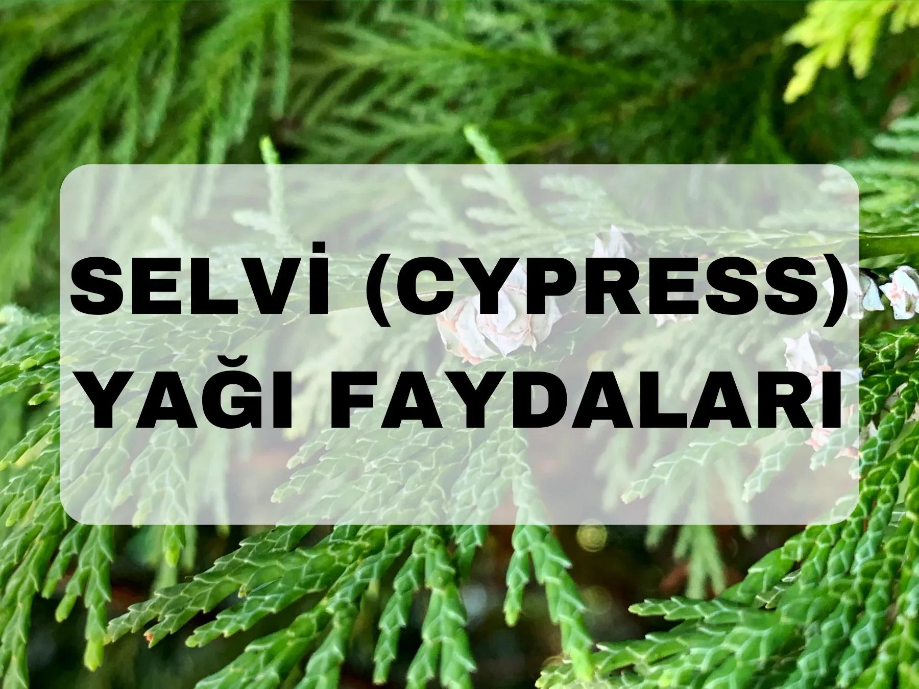 Selvi (Cypress) yağı faydaları